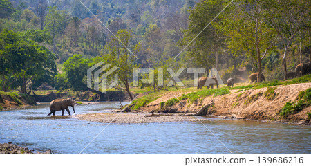 elephant walk cross river in the wild elephant walk cross river in the wild 139686216