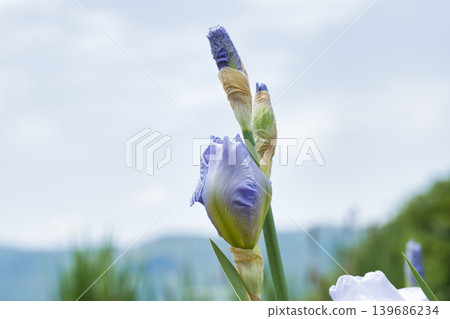 德國鳶尾花蕾 139686234