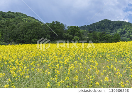 Rapeseed flowers blooming in early summer at the flower fields of San-no-Kura Plateau (ski resort), Kitakata City, Fukushima Prefecture. Rapeseed flowers blooming in early summer at the flower fields of San-no-Kura Plateau (ski resort), Kitakata City, Fukushima Prefecture. 139686268