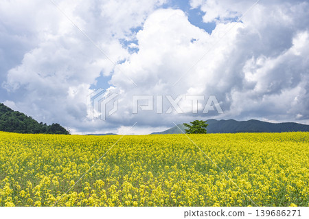 Rapeseed flowers blooming in early summer at the flower fields of San-no-Kura Plateau (ski resort), Kitakata City, Fukushima Prefecture. Rapeseed flowers blooming in early summer at the flower fields of San-no-Kura Plateau (ski resort), Kitakata City, Fukushima Prefecture. 139686271