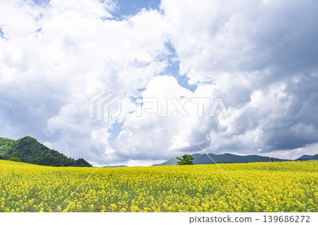 Rapeseed flowers blooming in early summer at the flower fields of San-no-Kura Plateau (ski resort), Kitakata City, Fukushima Prefecture. Rapeseed flowers blooming in early summer at the flower fields of San-no-Kura Plateau (ski resort), Kitakata City, Fukushima Prefecture. 139686272