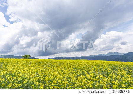 Rapeseed flowers blooming in early summer at the flower fields of San-no-Kura Plateau (ski resort), Kitakata City, Fukushima Prefecture. 139686276