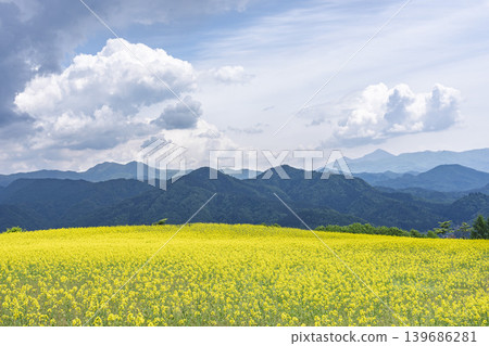Rapeseed flowers blooming in early summer at the flower fields of San-no-Kura Plateau (ski resort), Kitakata City, Fukushima Prefecture. Rapeseed flowers blooming in early summer at the flower fields of San-no-Kura Plateau (ski resort), Kitakata City, Fukushima Prefecture. 139686281