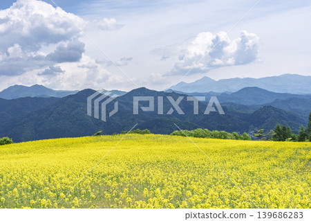 Rapeseed flowers blooming in early summer at the flower fields of San-no-Kura Plateau (ski resort), Kitakata City, Fukushima Prefecture. Rapeseed flowers blooming in early summer at the flower fields of San-no-Kura Plateau (ski resort), Kitakata City, Fukushima Prefecture. 139686283