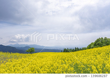Rapeseed flowers blooming in early summer at the flower fields of San-no-Kura Plateau (ski resort), Kitakata City, Fukushima Prefecture. Rapeseed flowers blooming in early summer at the flower fields of San-no-Kura Plateau (ski resort), Kitakata City, Fukushima Prefecture. 139686287