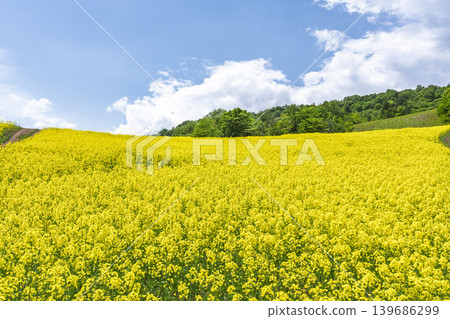 Rapeseed flowers blooming in early summer at the flower fields of San-no-Kura Plateau (ski resort), Kitakata City, Fukushima Prefecture. Rapeseed flowers blooming in early summer at the flower fields of San-no-Kura Plateau (ski resort), Kitakata City, Fukushima Prefecture. 139686299