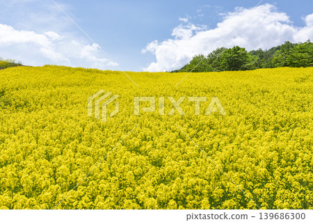 Rapeseed flowers blooming in early summer at the flower fields of San-no-Kura Plateau (ski resort), Kitakata City, Fukushima Prefecture. Rapeseed flowers blooming in early summer at the flower fields of San-no-Kura Plateau (ski resort), Kitakata City, Fukushima Prefecture. 139686300
