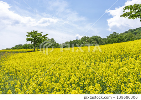 Rapeseed flowers blooming in early summer at the flower fields of San-no-Kura Plateau (ski resort), Kitakata City, Fukushima Prefecture. Rapeseed flowers blooming in early summer at the flower fields of San-no-Kura Plateau (ski resort), Kitakata City, Fukushima Prefecture. 139686306
