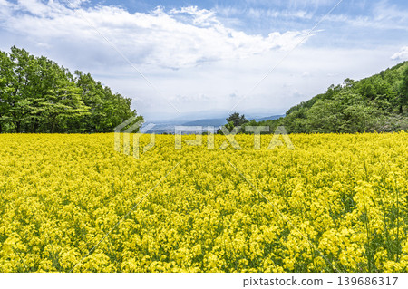 福島縣喜多方市山之藏高原(滑雪場)花田中,初夏時節盛開的油菜花。 福島縣喜多方市山之藏高原(滑雪場)花田中,初夏時節盛開的油菜花。 139686317
