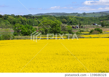 Takikawa City, Hokkaido: Fields of rapeseed flowers in full bloom and Maruka Plateau [May] 139686328