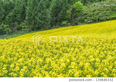 Rapeseed flowers blooming in early summer at the flower fields of San-no-Kura Plateau (ski resort), Kitakata City, Fukushima Prefecture. Rapeseed flowers blooming in early summer at the flower fields of San-no-Kura Plateau (ski resort), Kitakata City, Fukushima Prefecture. 139686332
