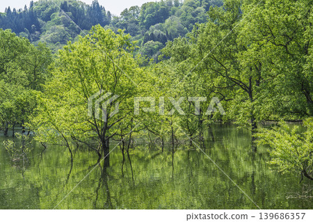 Shirakawa Lake and submerged forest in fresh greenery, Iide Town, Yamagata Prefecture Shirakawa Lake and submerged forest in fresh greenery, Iide Town, Yamagata Prefecture 139686357