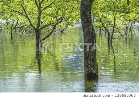 Shirakawa Lake and submerged forest in fresh greenery, Iide Town, Yamagata Prefecture Shirakawa Lake and submerged forest in fresh greenery, Iide Town, Yamagata Prefecture 139686368
