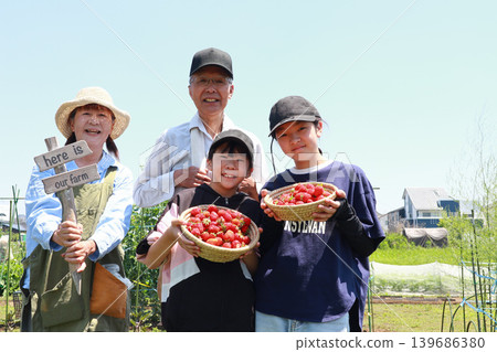 A family harvesting vegetables in a field. 139686380