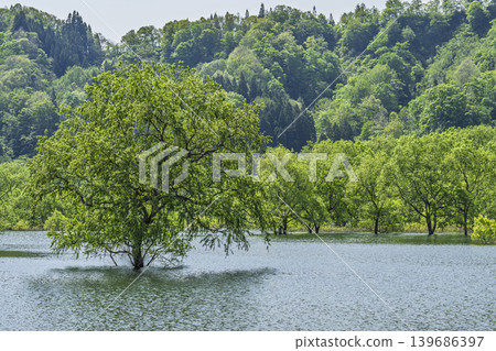 山形縣飯出町白川湖及水下森林綠意盎然 139686397