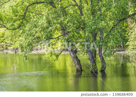 Shirakawa Lake and submerged forest in fresh greenery, Iide Town, Yamagata Prefecture Shirakawa Lake and submerged forest in fresh greenery, Iide Town, Yamagata Prefecture 139686409