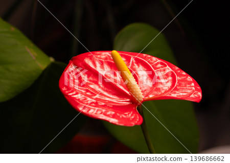Close up red anthurium flower with detailed texture 139686662