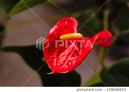 Curved red anthurium flower with yellow spadix detail Curved red anthurium flower with yellow spadix detail 139686663