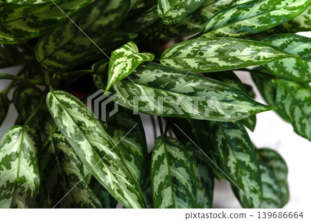 Variegated green houseplant leaves with patterned foliage texture Variegated green houseplant leaves with patterned foliage texture 139686664
