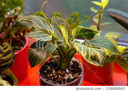 Potted variegated philodendron plant on indoor windowsill display Potted variegated philodendron plant on indoor windowsill display 139686665