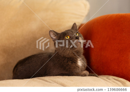 Gray domestic cat resting on soft indoor couch Gray domestic cat resting on soft indoor couch 139686666