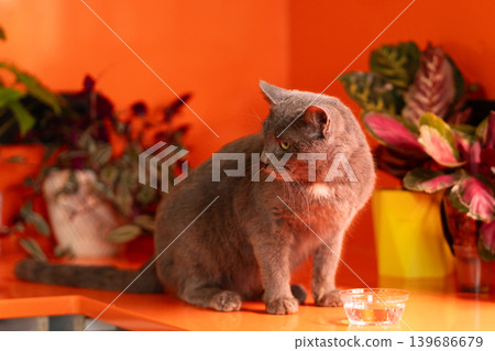 Gray domestic cat sitting near bowl of water indoors Gray domestic cat sitting near bowl of water indoors 139686679