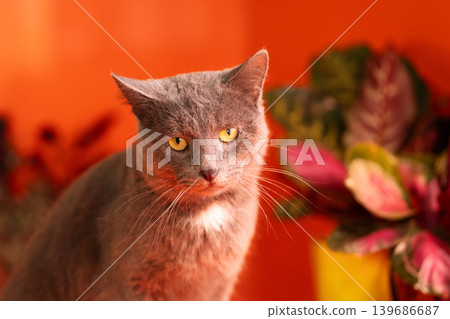 Close-up portrait of gray domestic cat with intense gaze Close-up portrait of gray domestic cat with intense gaze 139686687
