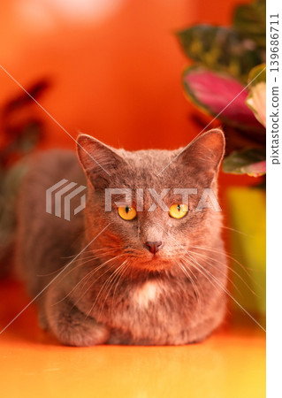 Close-up portrait of gray domestic cat lying down Close-up portrait of gray domestic cat lying down 139686711