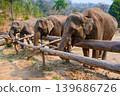 Asian Elephant in Nature Park farm, Chiang mai, Thailand 139686726