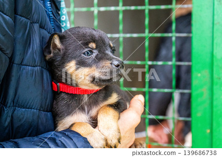 Puppy little dog in hands Puppy little dog in hands 139686738