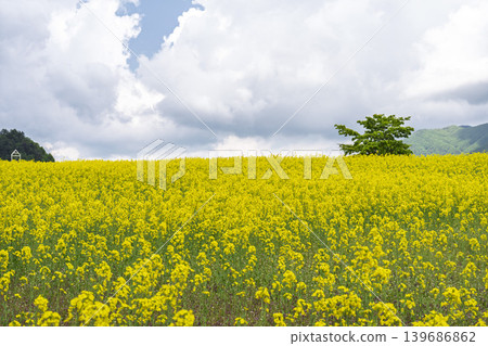 Rapeseed flowers blooming in early summer at the flower fields of San-no-Kura Plateau (ski resort), Kitakata City, Fukushima Prefecture. Rapeseed flowers blooming in early summer at the flower fields of San-no-Kura Plateau (ski resort), Kitakata City, Fukushima Prefecture. 139686862