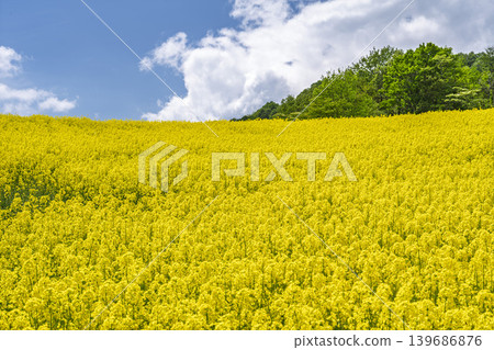 Rapeseed flowers blooming in early summer at the flower fields of San-no-Kura Plateau (ski resort), Kitakata City, Fukushima Prefecture. Rapeseed flowers blooming in early summer at the flower fields of San-no-Kura Plateau (ski resort), Kitakata City, Fukushima Prefecture. 139686876