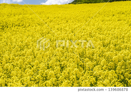 Rapeseed flowers blooming in early summer at the flower fields of San-no-Kura Plateau (ski resort), Kitakata City, Fukushima Prefecture. Rapeseed flowers blooming in early summer at the flower fields of San-no-Kura Plateau (ski resort), Kitakata City, Fukushima Prefecture. 139686878