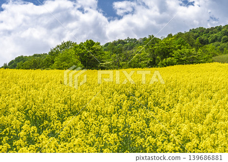 Rapeseed flowers blooming in early summer at the flower fields of San-no-Kura Plateau (ski resort), Kitakata City, Fukushima Prefecture. Rapeseed flowers blooming in early summer at the flower fields of San-no-Kura Plateau (ski resort), Kitakata City, Fukushima Prefecture. 139686881