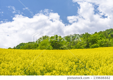 Rapeseed flowers blooming in early summer at the flower fields of San-no-Kura Plateau (ski resort), Kitakata City, Fukushima Prefecture. Rapeseed flowers blooming in early summer at the flower fields of San-no-Kura Plateau (ski resort), Kitakata City, Fukushima Prefecture. 139686882