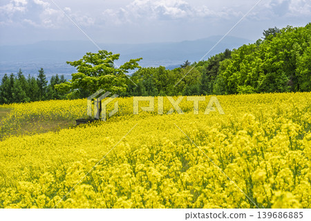 Rapeseed flowers blooming in early summer at the flower fields of San-no-Kura Plateau (ski resort), Kitakata City, Fukushima Prefecture. Rapeseed flowers blooming in early summer at the flower fields of San-no-Kura Plateau (ski resort), Kitakata City, Fukushima Prefecture. 139686885
