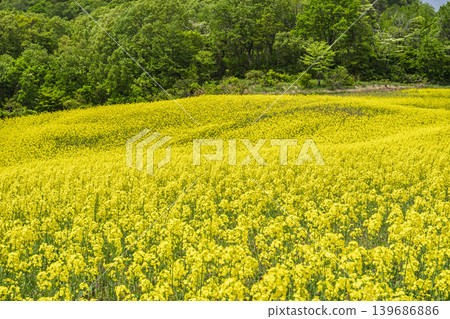 Rapeseed flowers blooming in early summer at the flower fields of San-no-Kura Plateau (ski resort), Kitakata City, Fukushima Prefecture. Rapeseed flowers blooming in early summer at the flower fields of San-no-Kura Plateau (ski resort), Kitakata City, Fukushima Prefecture. 139686886