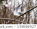 Black-headed gulls (Chroicocephalus ridibundus) with white winter plumage in park close up 139686927