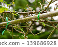 Thorny rose bush stems tied to a mossy metal support using bright green plastic garden ties. Fresh rain droplets cling to the branches and moss 139686928