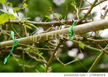 Thorny rose bush stems tied to a mossy metal support using bright green plastic garden ties. Fresh rain droplets cling to the branches and moss 139686928