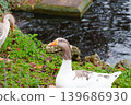 Curious domestic goose standing near dark pond water in natural park environment close up 139686930
