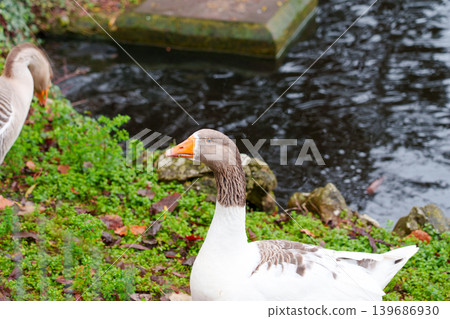 Curious domestic goose standing near dark pond water in natural park environment close up 139686930