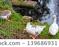 Group of domestic geese gathered along pond shoreline in rustic park setting with damp soil 139686931