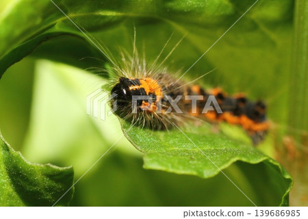 A poisonous moth larva in its final instar hiding on the underside of a weed leaf. A poisonous moth larva in its final instar hiding on the underside of a weed leaf. 139686985