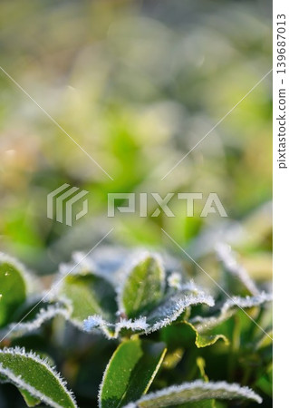 Close-up of frost-covered leaves Close-up of frost-covered leaves 139687013