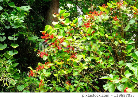 【神奈川縣】結紅色漿果的莢蒾 139687053