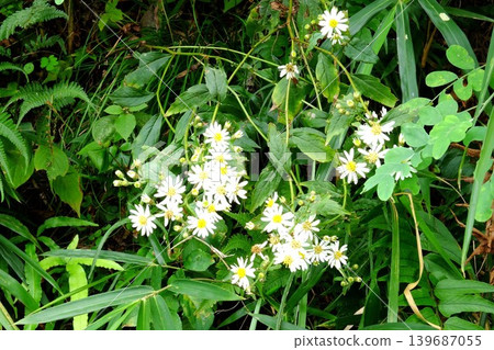 【神奈川縣】河岸邊盛開的白色野生菊花 【神奈川縣】河岸邊盛開的白色野生菊花 139687055