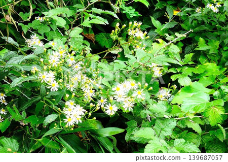 【神奈川縣】河岸邊盛開著白色的野菊花。 【神奈川縣】河岸邊盛開著白色的野菊花。 139687057
