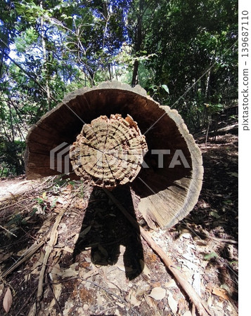 森林中的遺跡：被砍伐的樹木 139687110