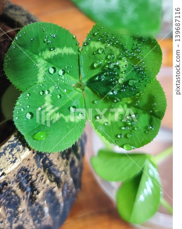 Water droplets and a four-leaf clover 139687116